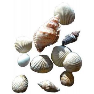 Achetez Sachet de 400g de coquillages assortis 180101 pas cher sur Ma Rentrée Scolaire