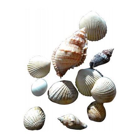Achetez Sachet de 400g de coquillages assortis 180101 pas cher sur Ma Rentrée Scolaire