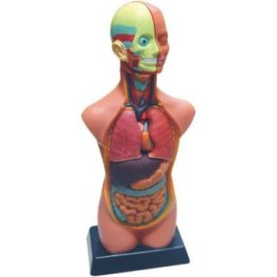 Achetez Set d'anatomie 85138 pas cher sur Ma Rentrée Scolaire