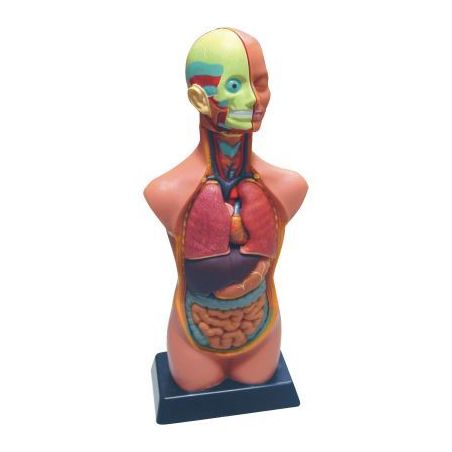 Achetez Set d'anatomie 85138 pas cher sur Ma Rentrée Scolaire