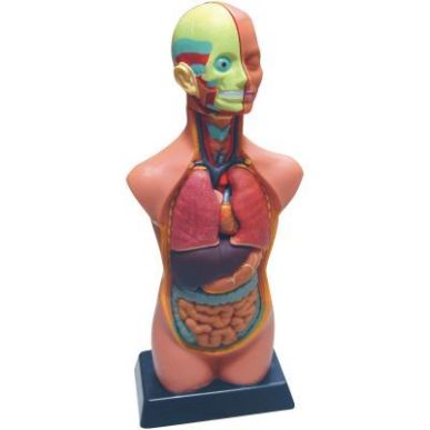 Achetez Set d'anatomie 85138 pas cher sur Ma Rentrée Scolaire