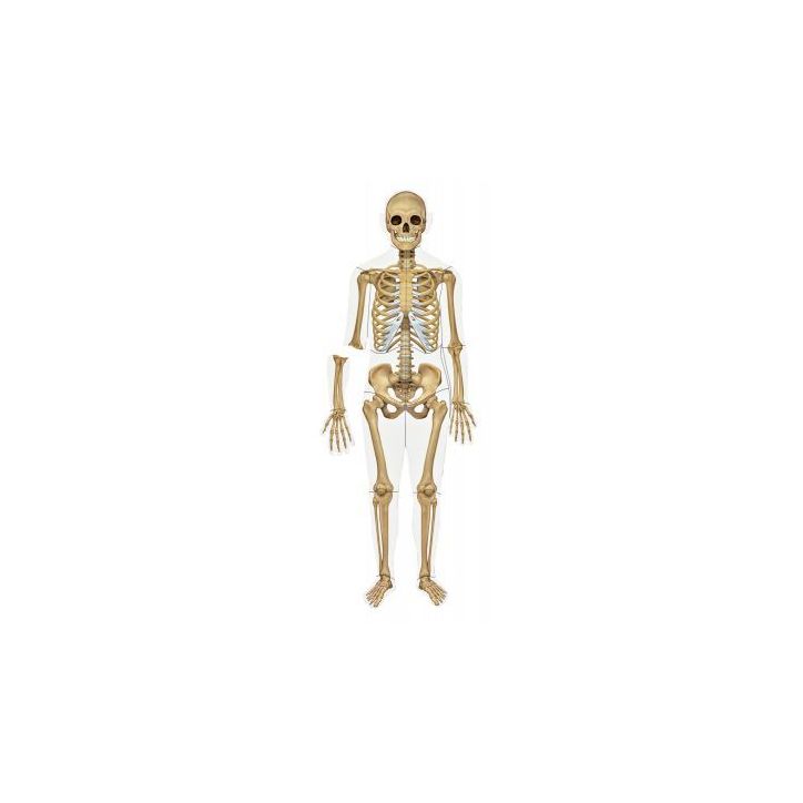 Set magnétique le corps Humain à  double face LER6044