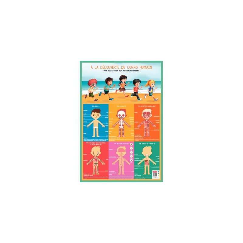 Achetez Poster PVC 76x52 cm le corps humain PAPPOSTCORPS pas cher sur Ma Rentrée Scolaire Achetez Poster PVC 76x52 cm le corps humain PAPPOSTCORPS pas cher sur Ma Rentrée Scolaire