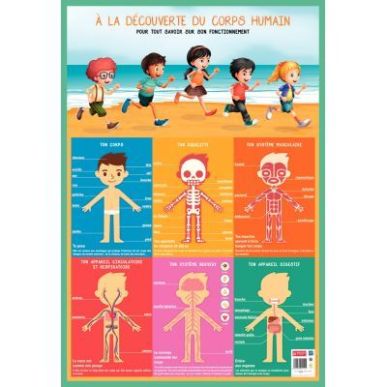 Achetez Poster PVC 76x52 cm le corps humain PAPPOSTCORPS pas cher sur Ma Rentrée Scolaire