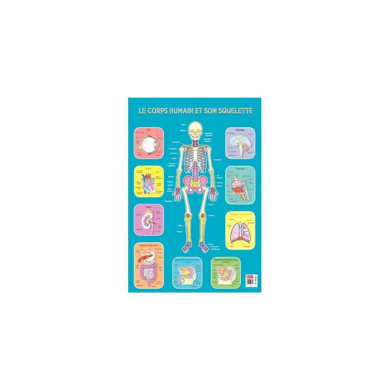 Achetez Poster Pédagogique en PVC 76x52cm - Thème Le Squelette PAPPOSTSQUELETTE pas cher sur Ma Re.. Achetez Poster Pédagogique en PVC 76x52cm - Thème Le Squelette PAPPOSTSQUELETTE pas cher sur Ma Re..