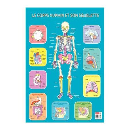 Achetez Poster Pédagogique en PVC 76x52cm - Thème Le Squelette PAPPOSTSQUELETTE pas cher sur Ma Re..