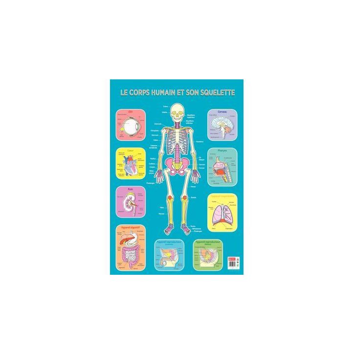 Poster Pédagogique en PVC 76x52cm - Thème Le Squelette PAPPOSTSQUELETTE